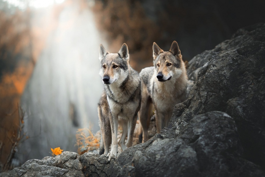 Амурские охотники смогут получить выплаты за уничтожение волков