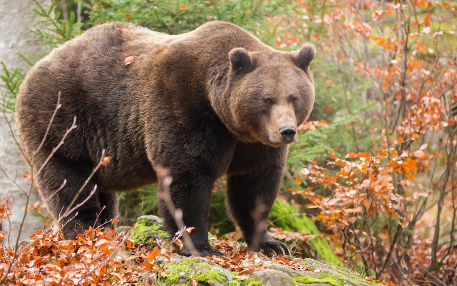 В амурских заказниках пересчитали медведей